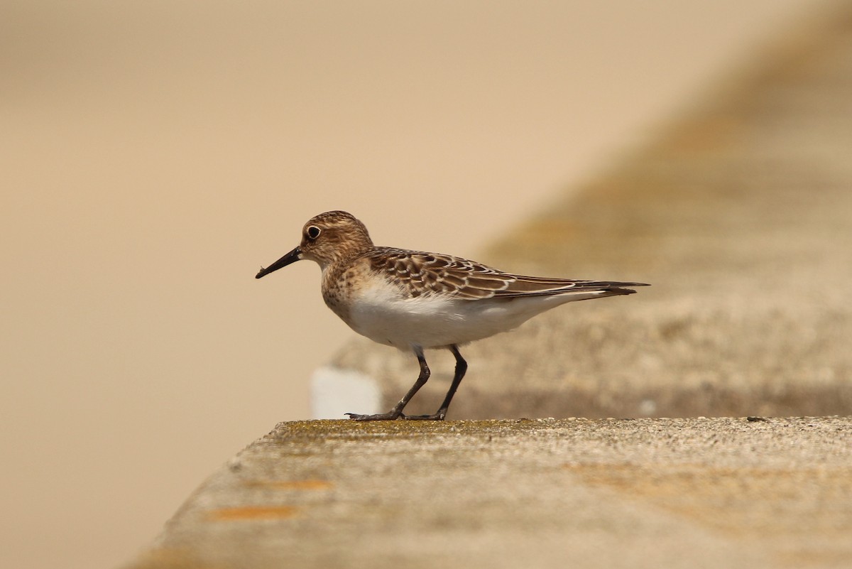 Baird's Sandpiper - ML638339464