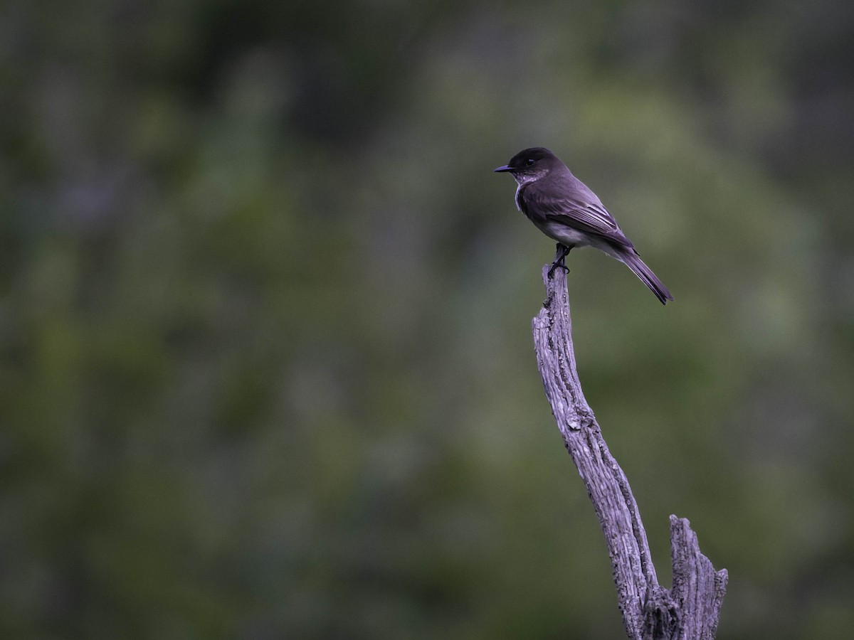 Eastern Phoebe - ML638339471