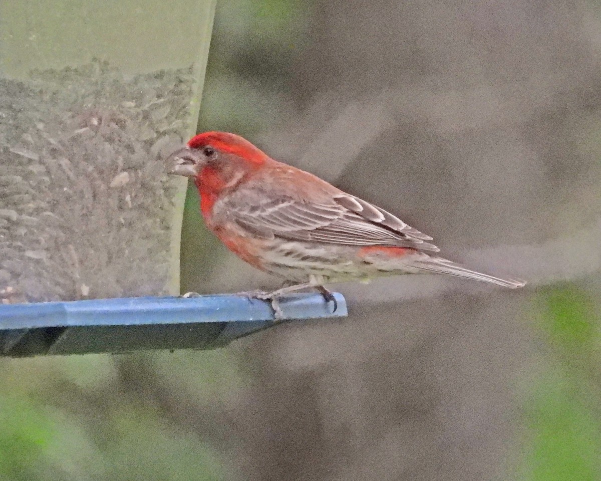 House Finch - ML638339477