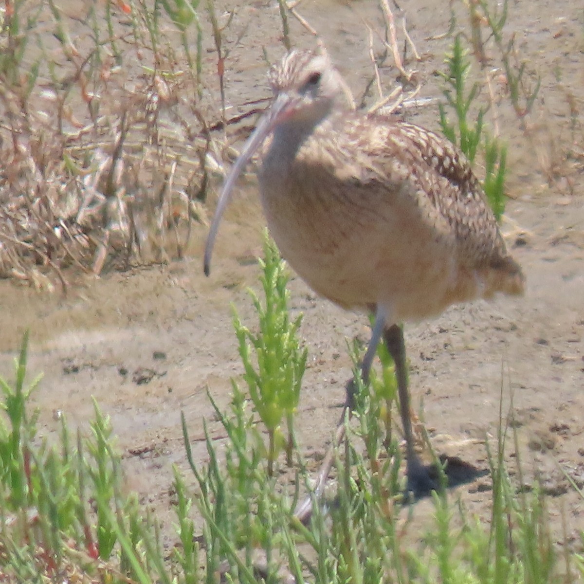Long-billed Curlew - ML638339490