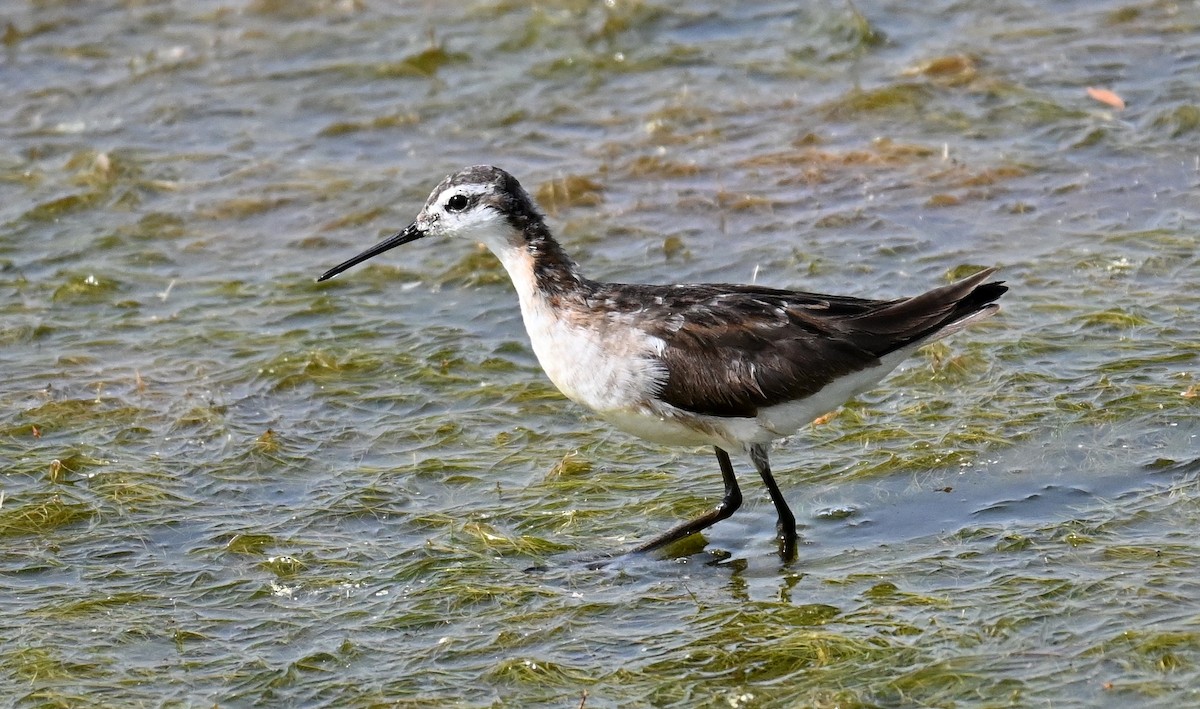 hvithalesvømmesnipe - ML638339514