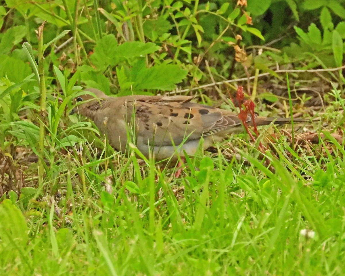 Mourning Dove - ML638339516