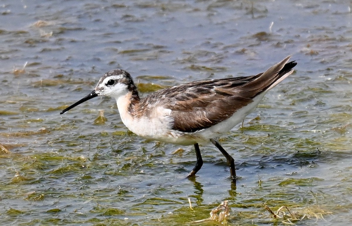 hvithalesvømmesnipe - ML638339519