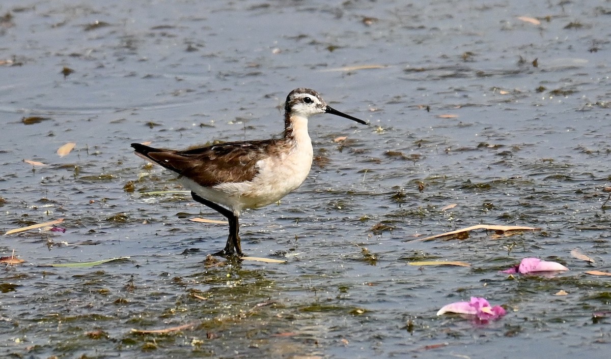 hvithalesvømmesnipe - ML638339520