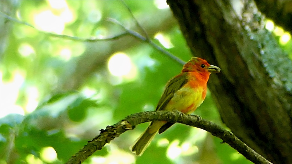 Summer Tanager - ML638339530