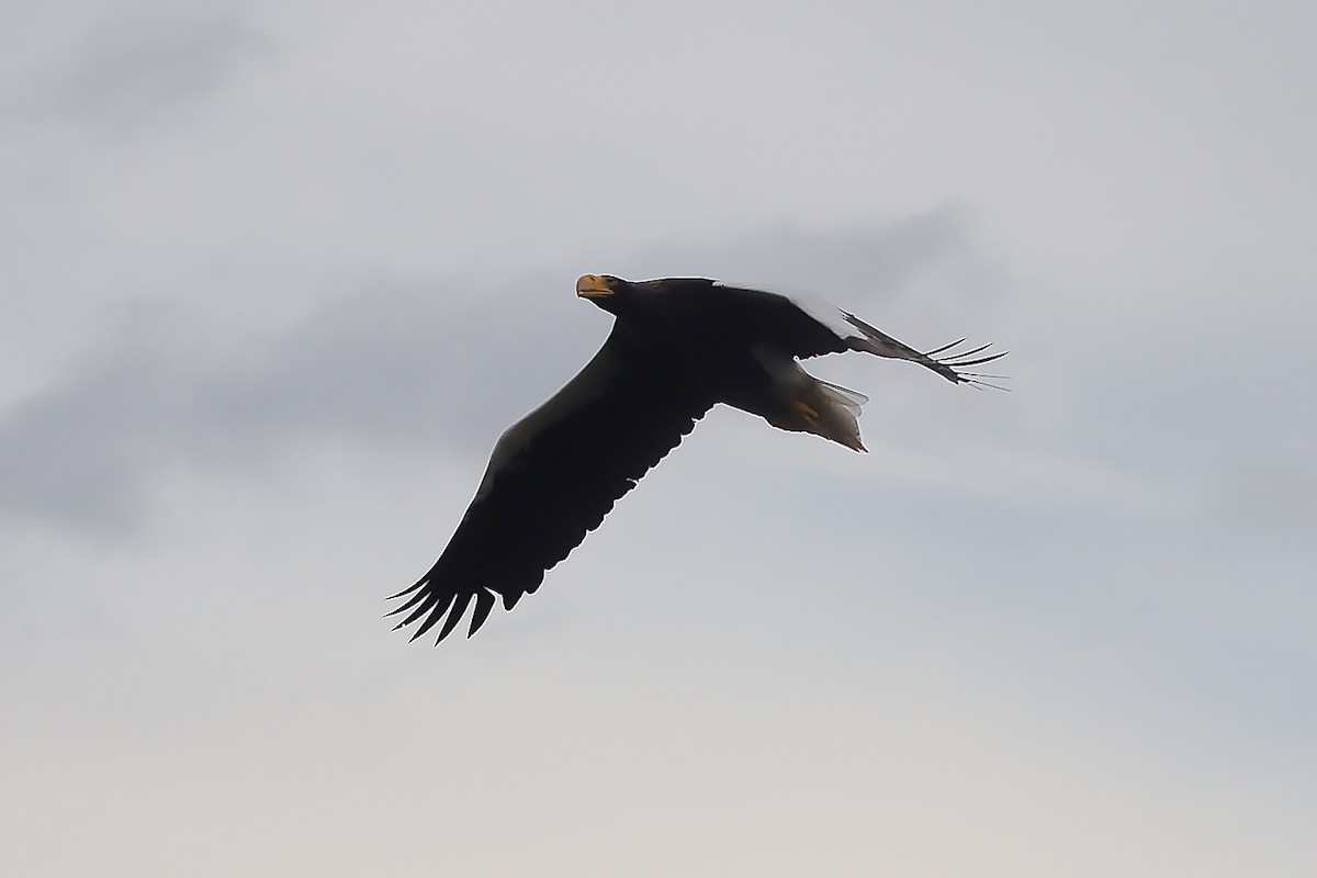 Steller's Sea-Eagle - ML638339531
