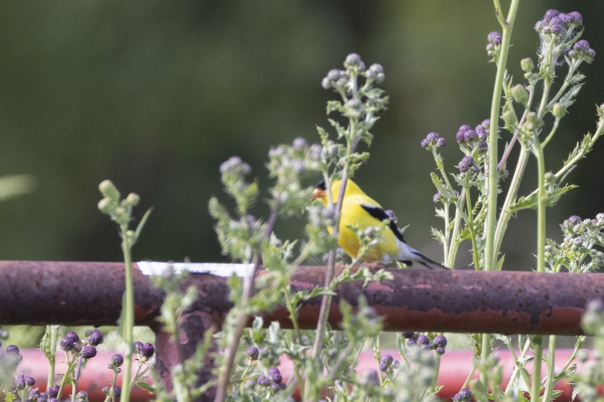 American Goldfinch - ML638339540