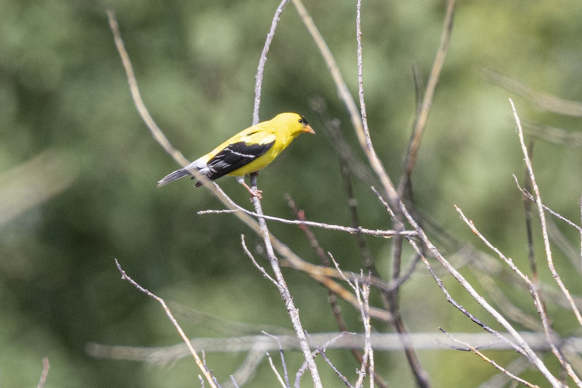 American Goldfinch - ML638339541