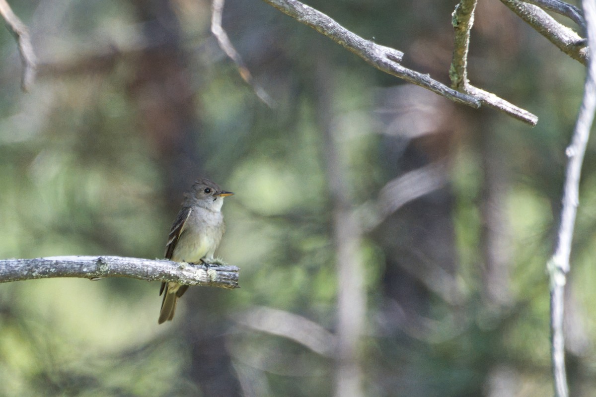 Western Wood-Pewee - ML638339547