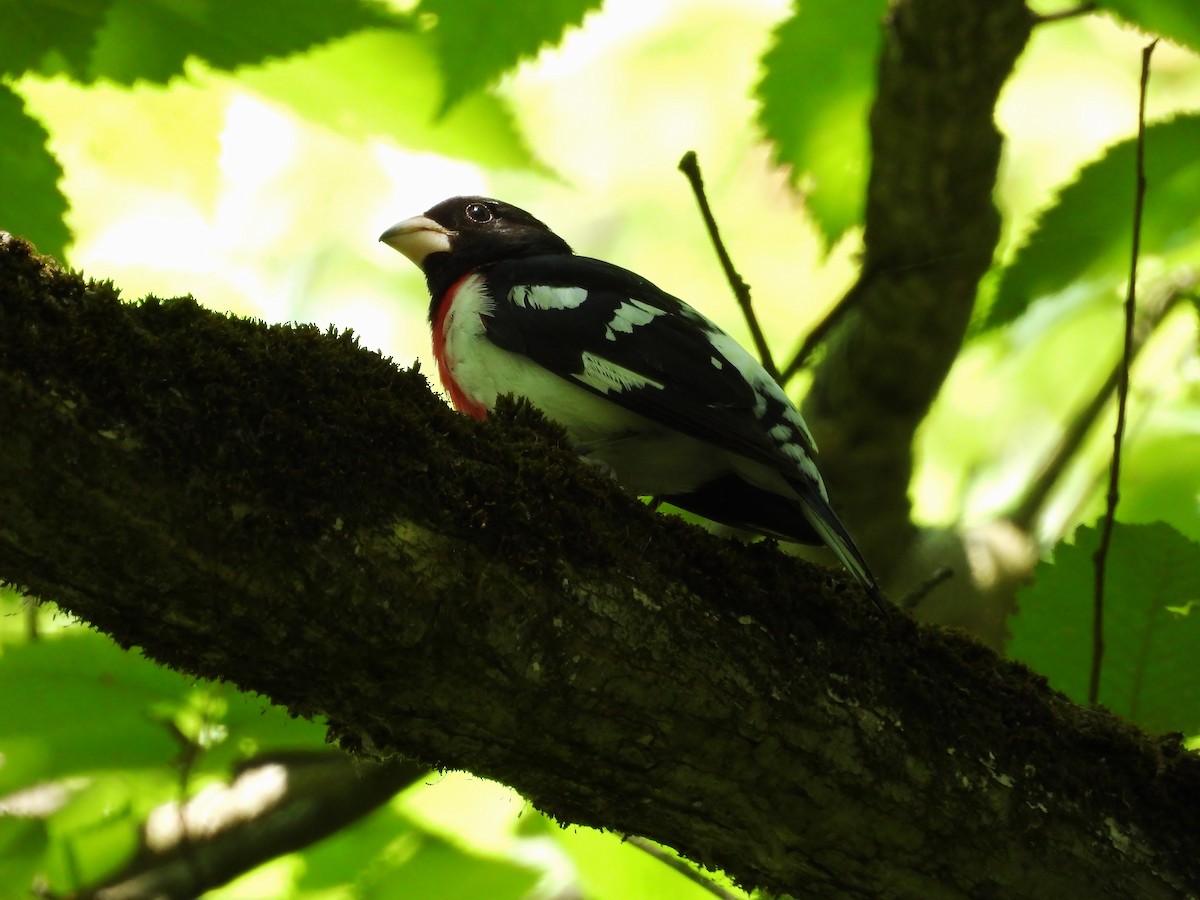 Rose-breasted Grosbeak - ML638339564