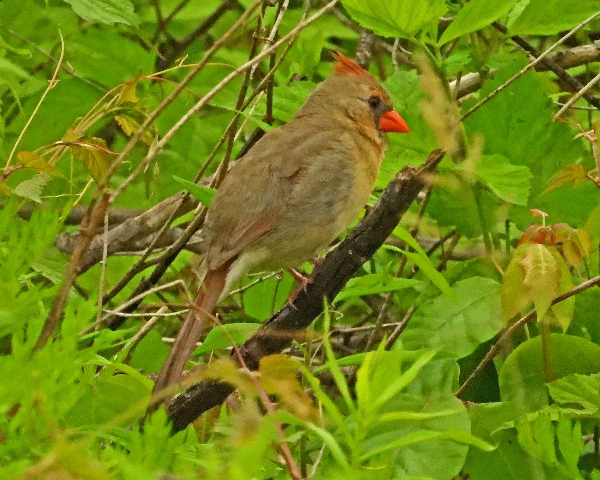 rødkardinal - ML638339576