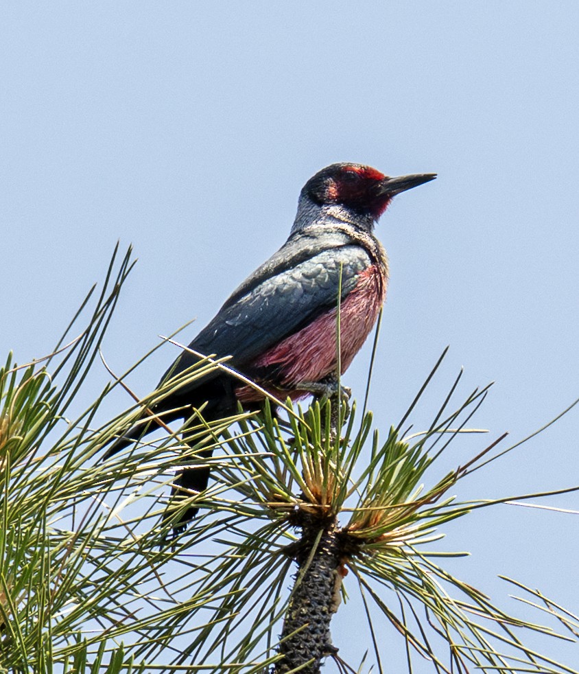 Lewis's Woodpecker - ML638339587