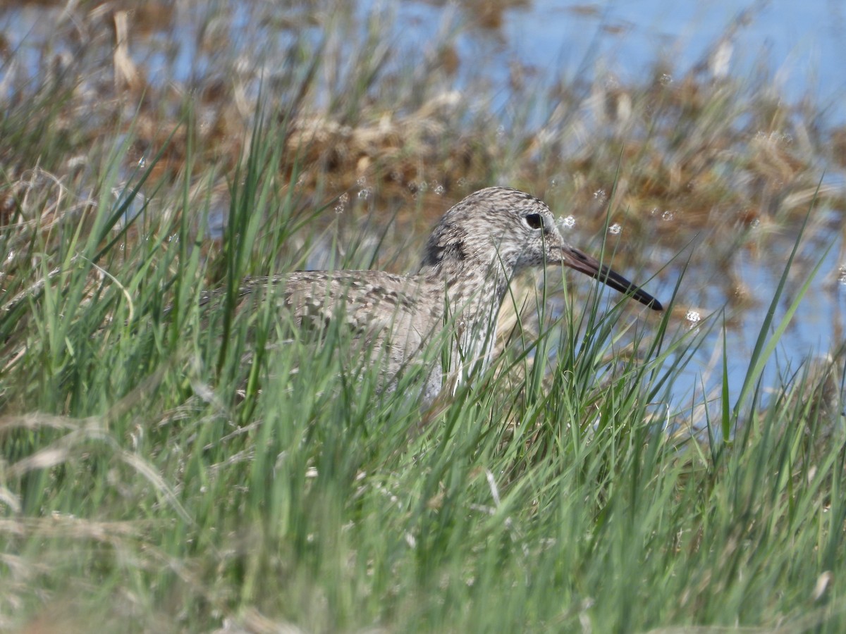 Willet - ML638339588