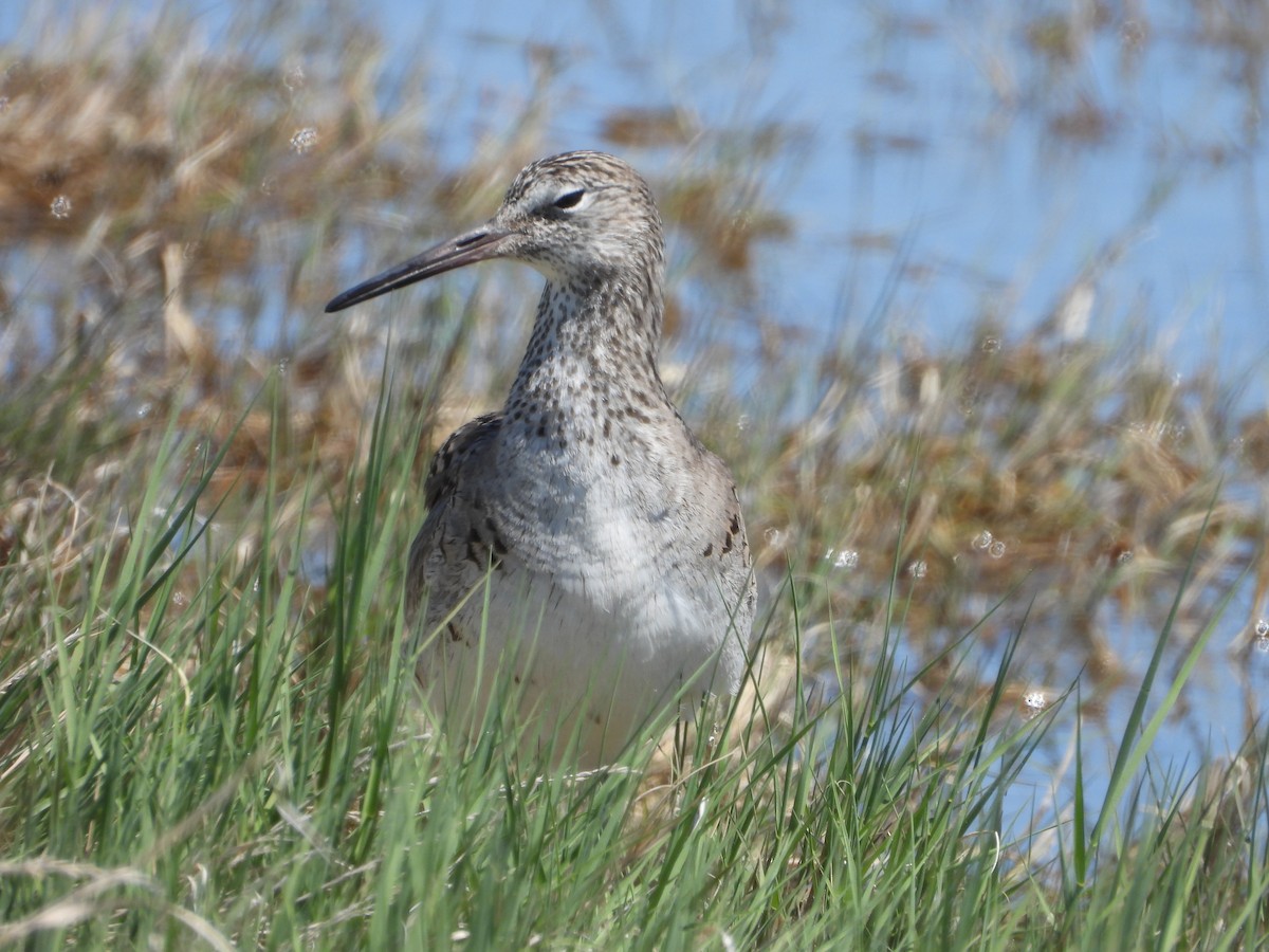 Willet - ML638339591