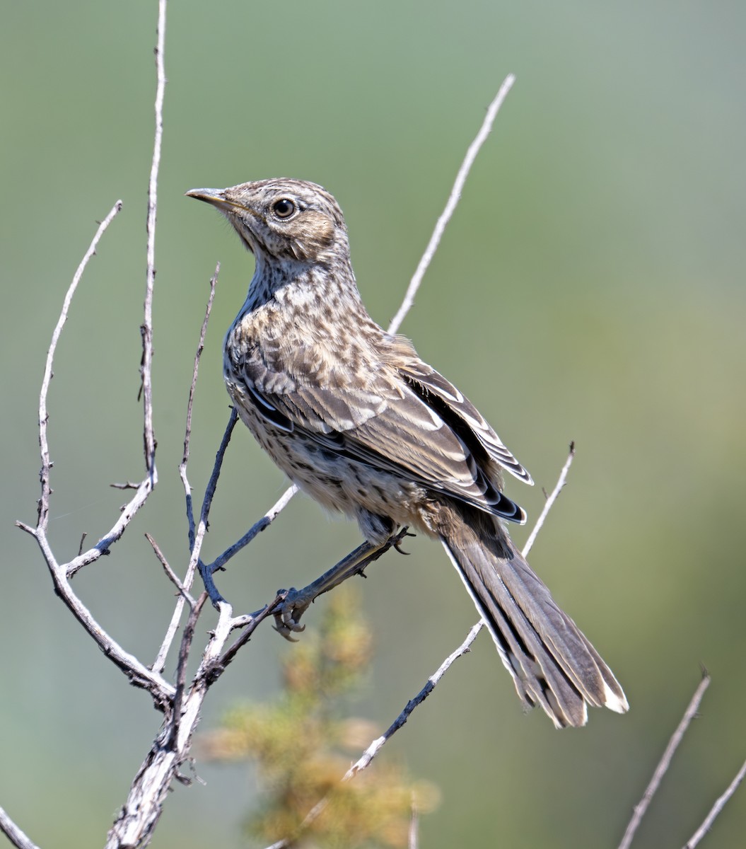 Sage Thrasher - ML638339596