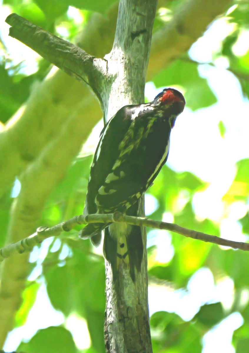 Red-naped Sapsucker - ML638339609