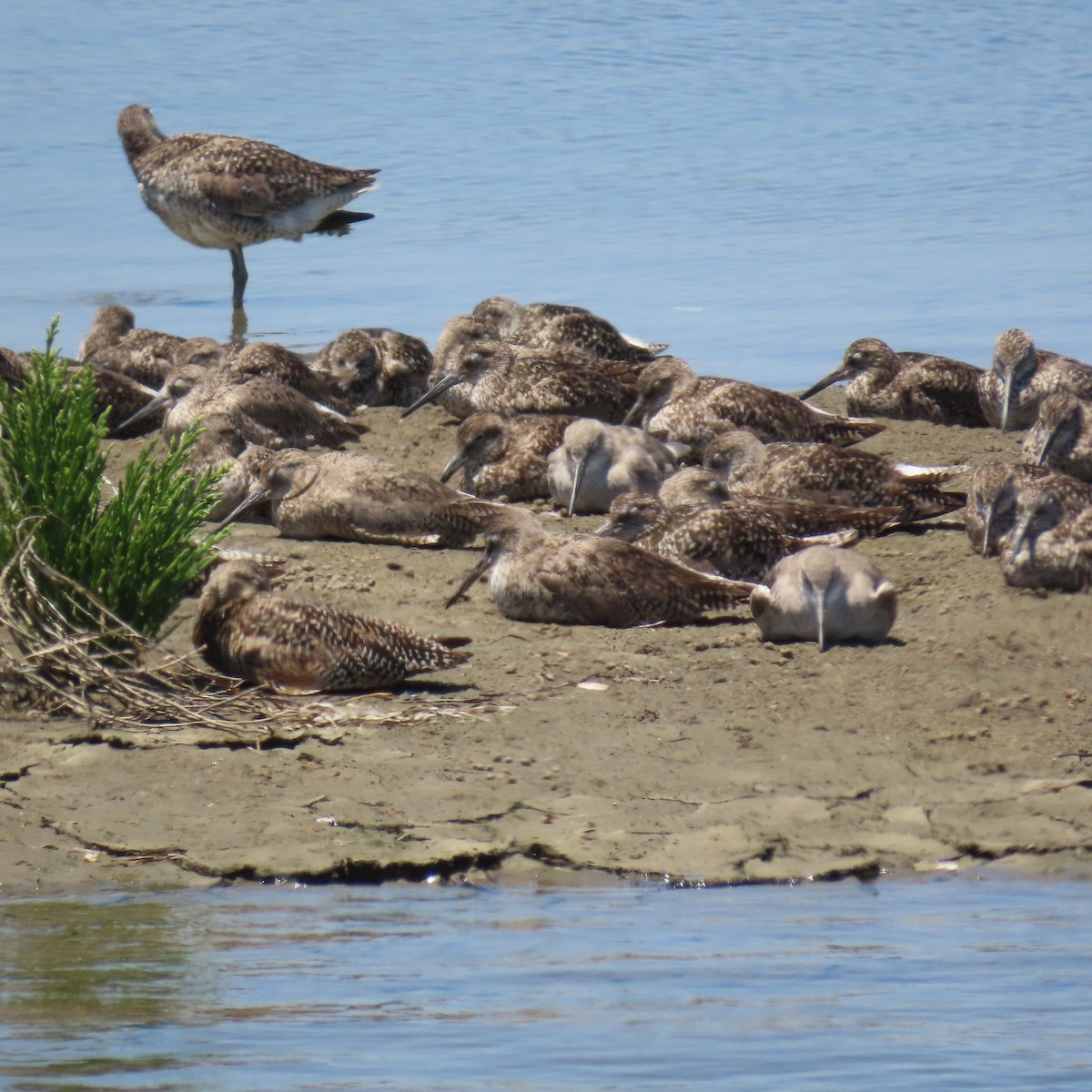 Willet - ML638339612