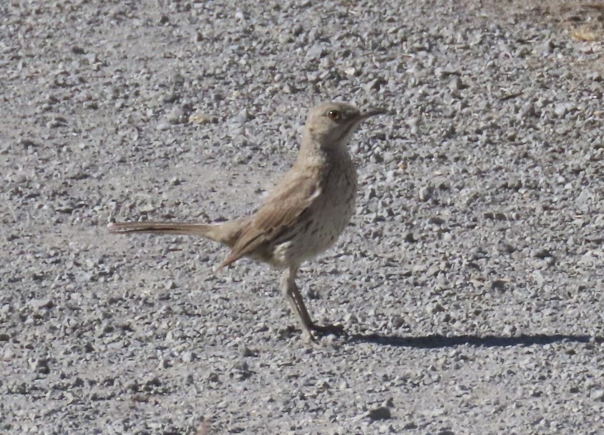 Sage Thrasher - ML638339618