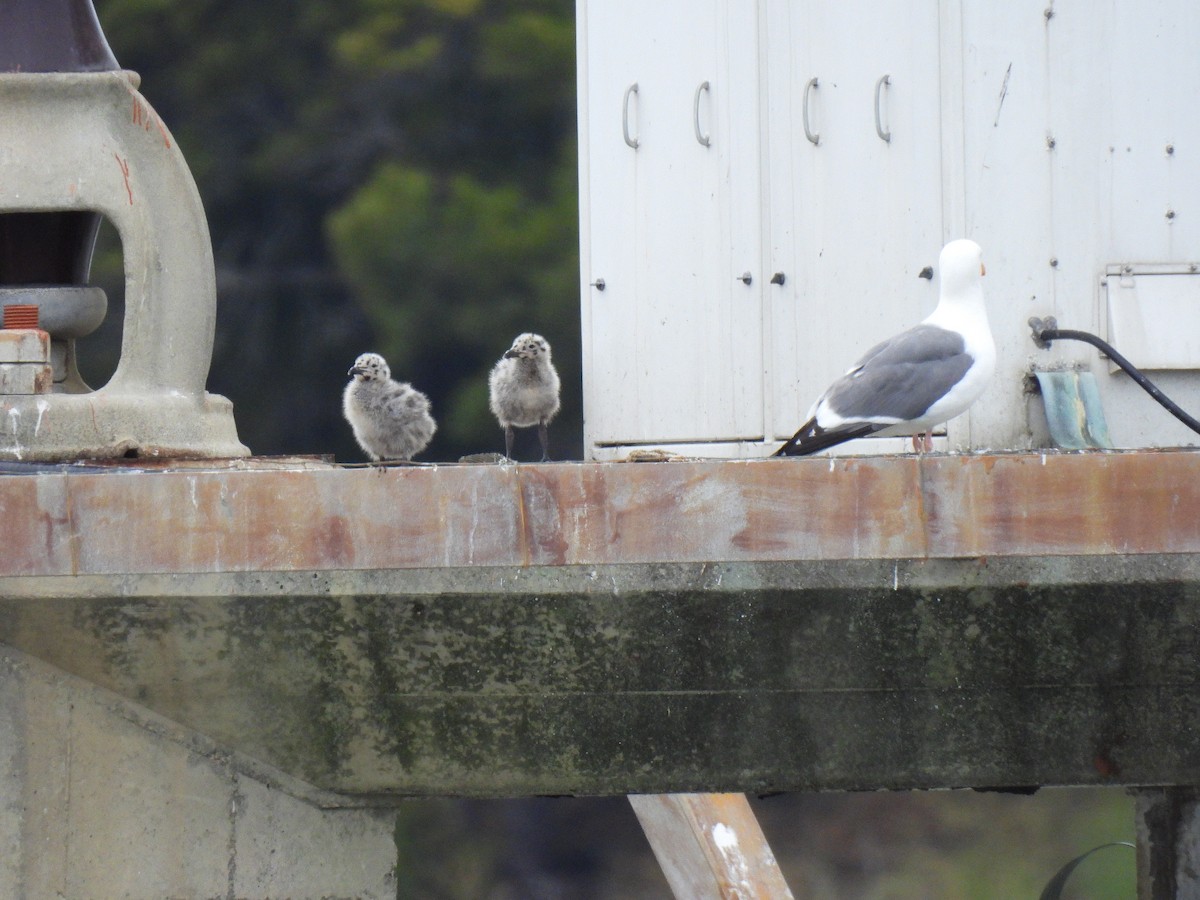 Western Gull - ML638339622