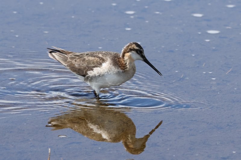 hvithalesvømmesnipe - ML638339626