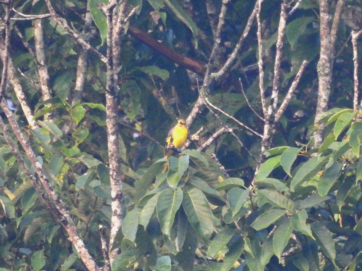 Kırmızı Minivet - ML638339634