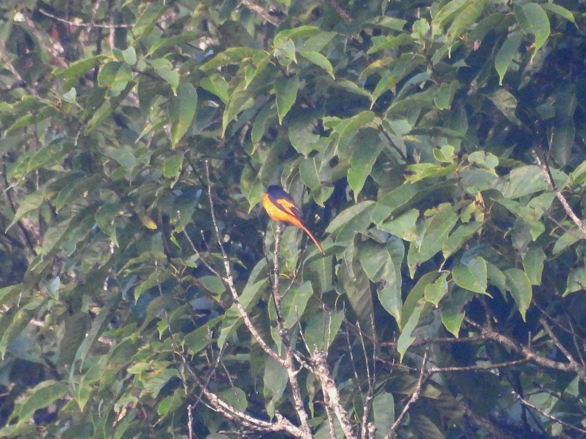 Kırmızı Minivet - ML638339635