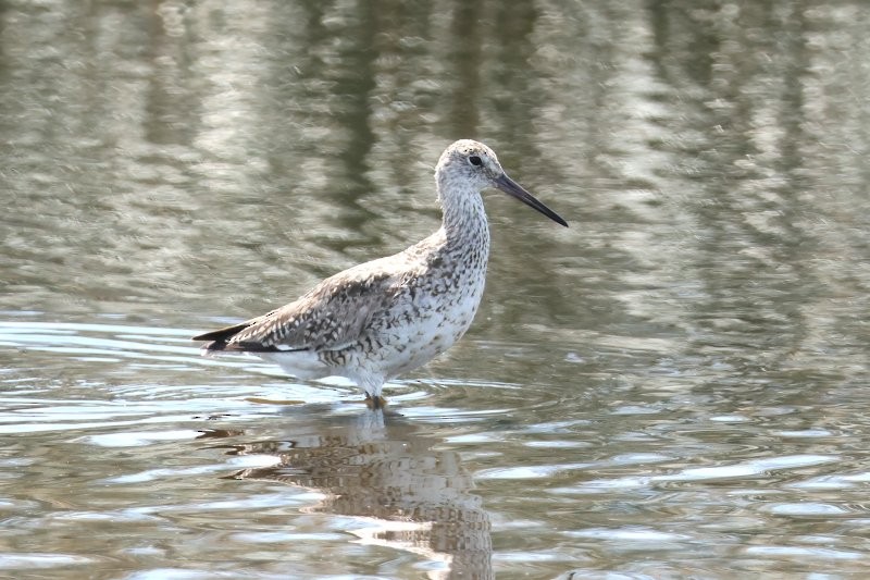 Willet (Western) - ML638339640