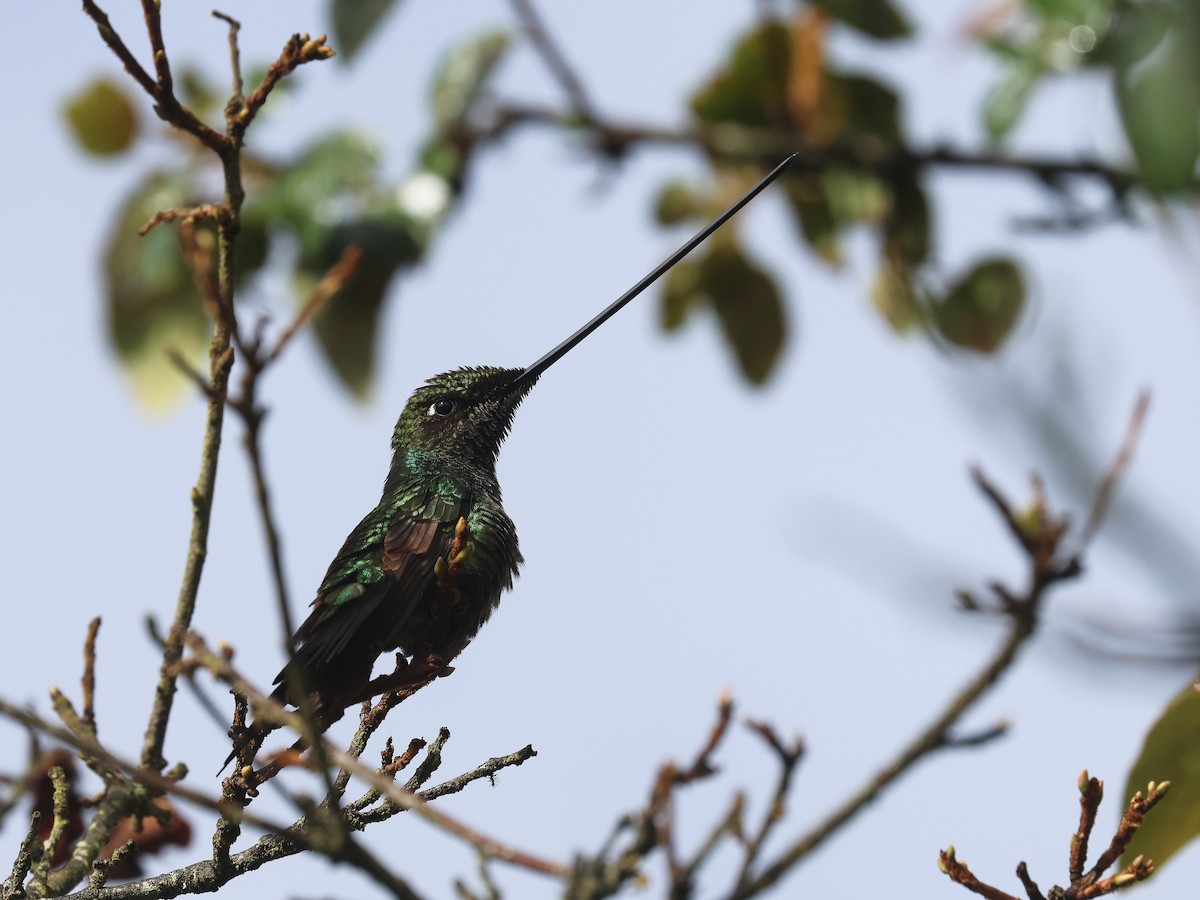 Colibrí Picoespada - ML638339667