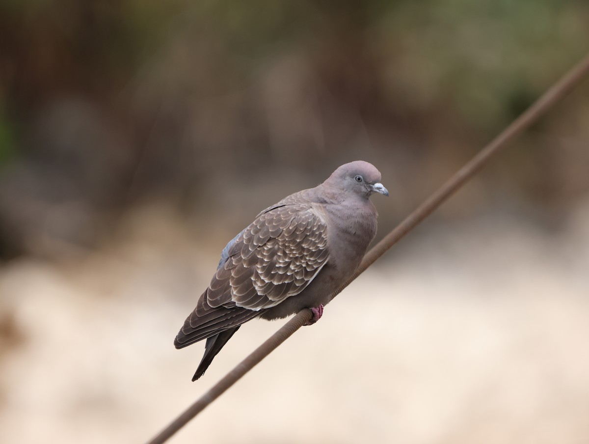 Spot-winged Pigeon - ML638339682