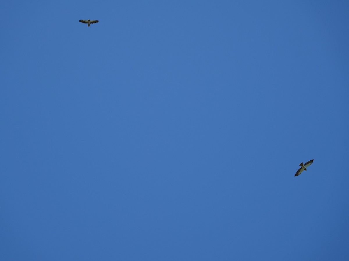 Swainson's Hawk - ML638339695
