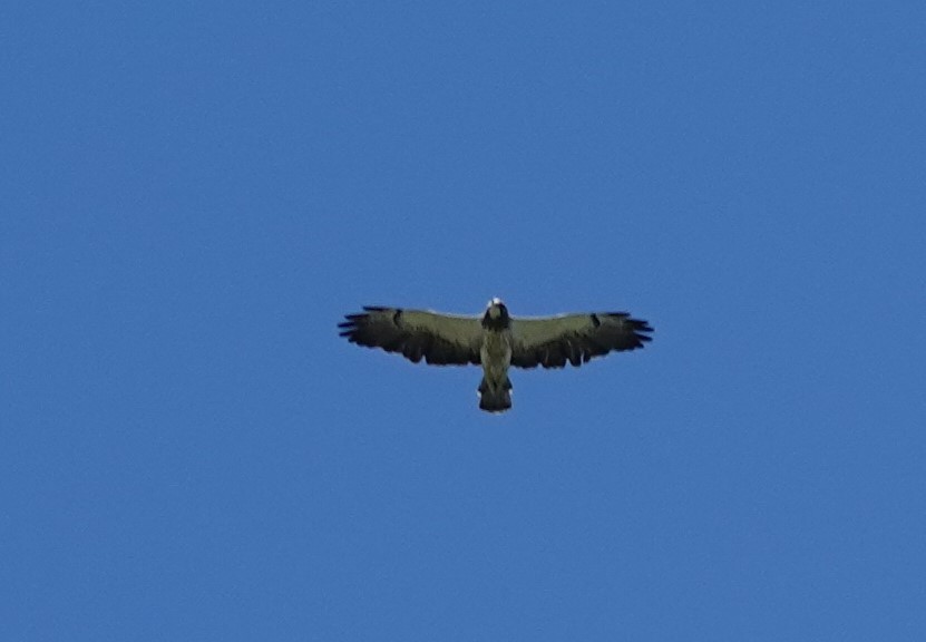 Swainson's Hawk - ML638339700