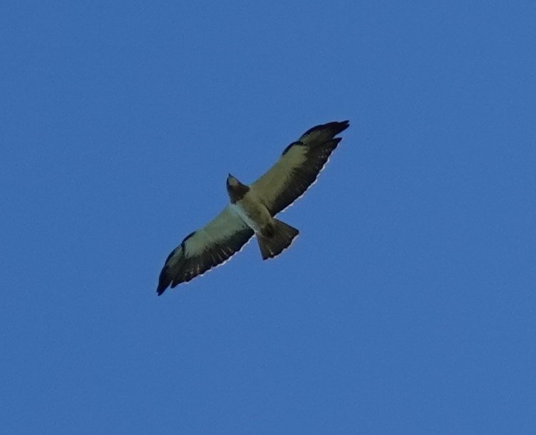 Swainson's Hawk - ML638339701