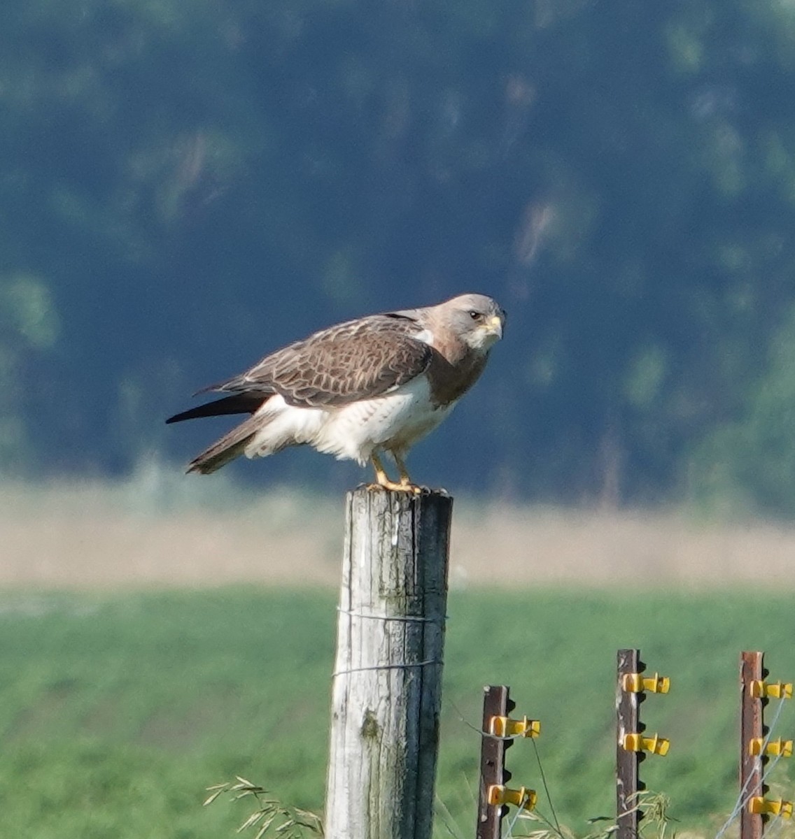Swainson's Hawk - ML638339705