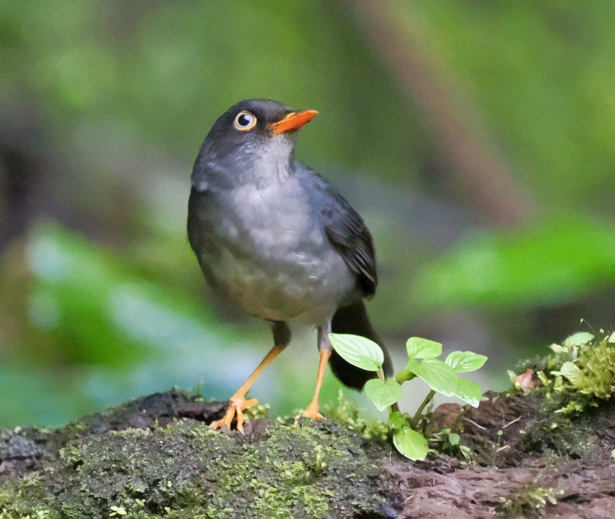Slaty-backed Nightingale-Thrush - ML638339715