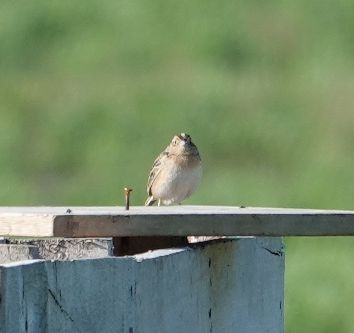Grasshopper Sparrow - ML638339724