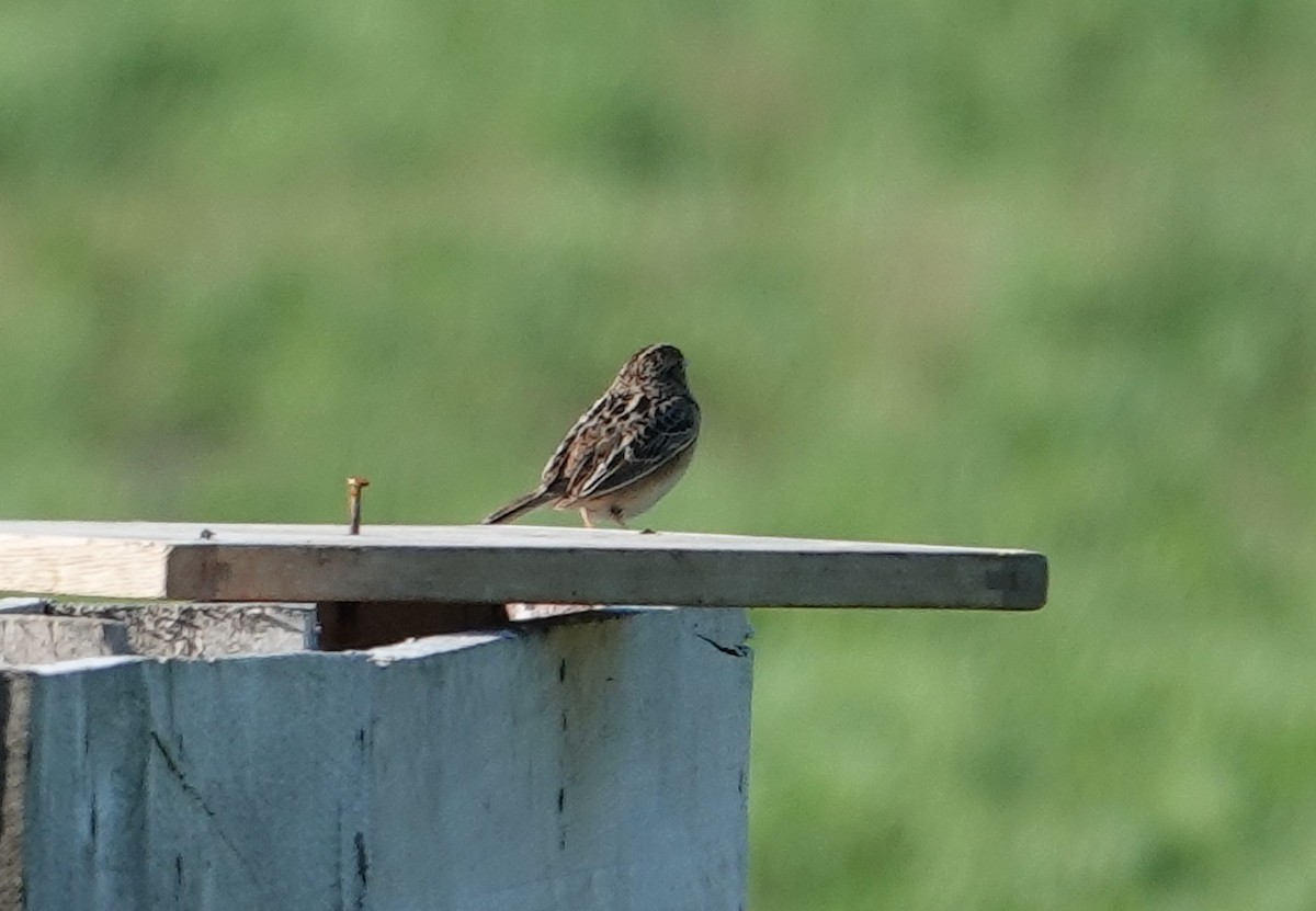Grasshopper Sparrow - ML638339725