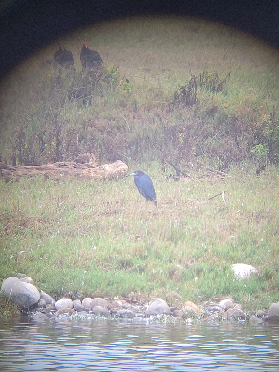 Little Blue Heron - ML638339729