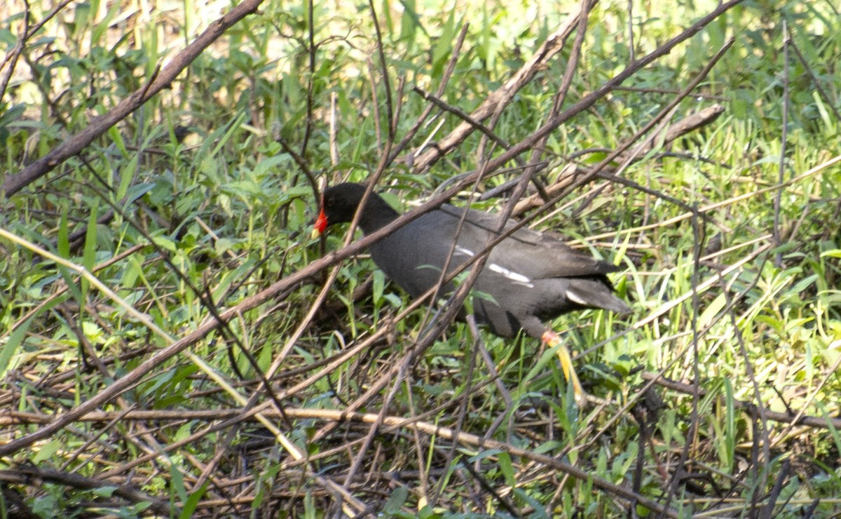 Uroilo amerikarra - ML638339730