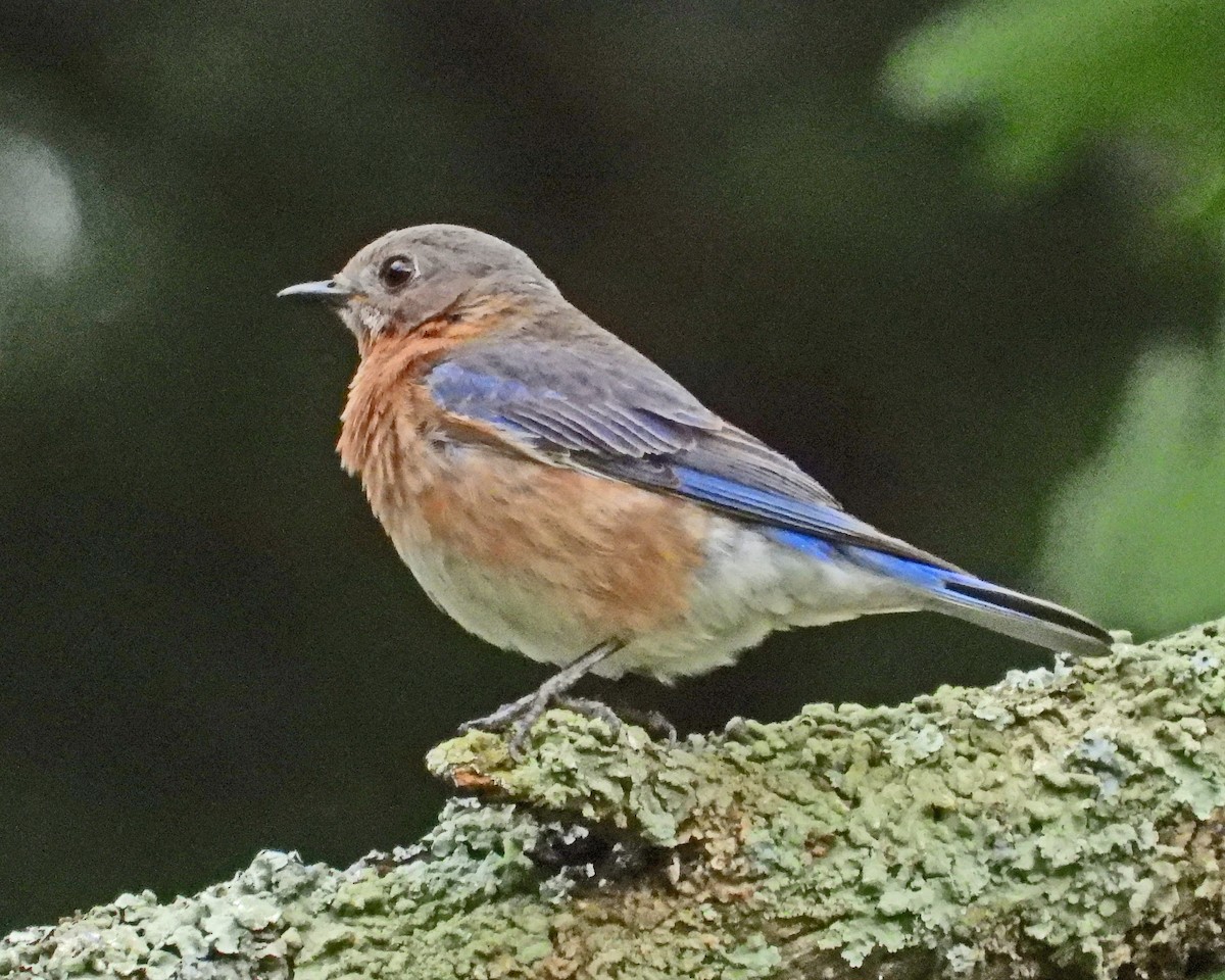 Eastern Bluebird - ML638339739