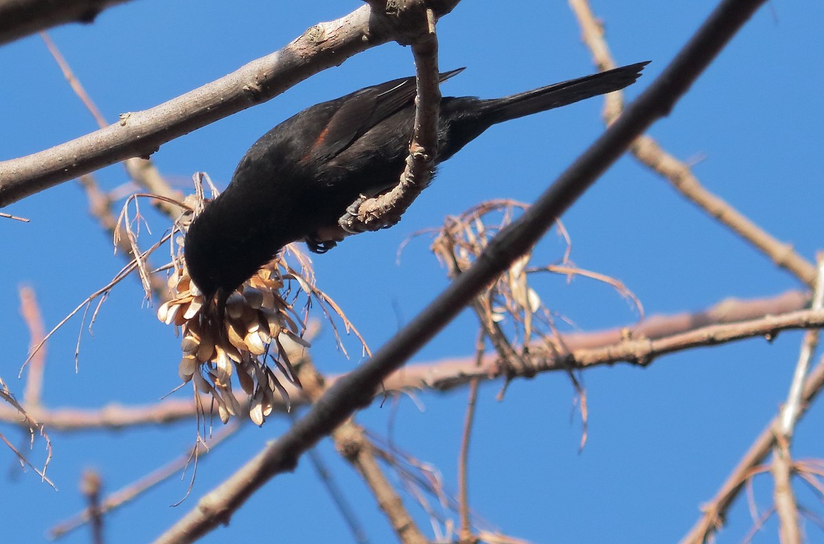 Variable Oriole - ML638339741