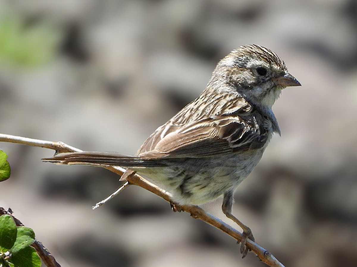 Brewer's Sparrow - ML638339750