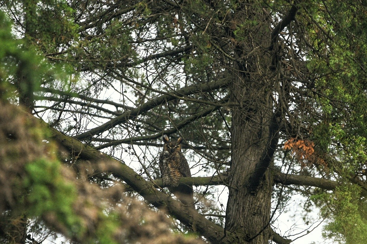 Great Horned Owl - ML638339757