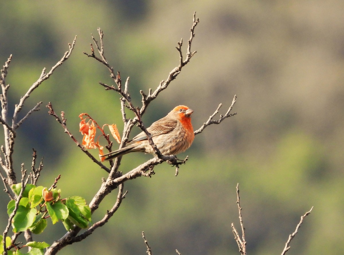 House Finch - ML638339759