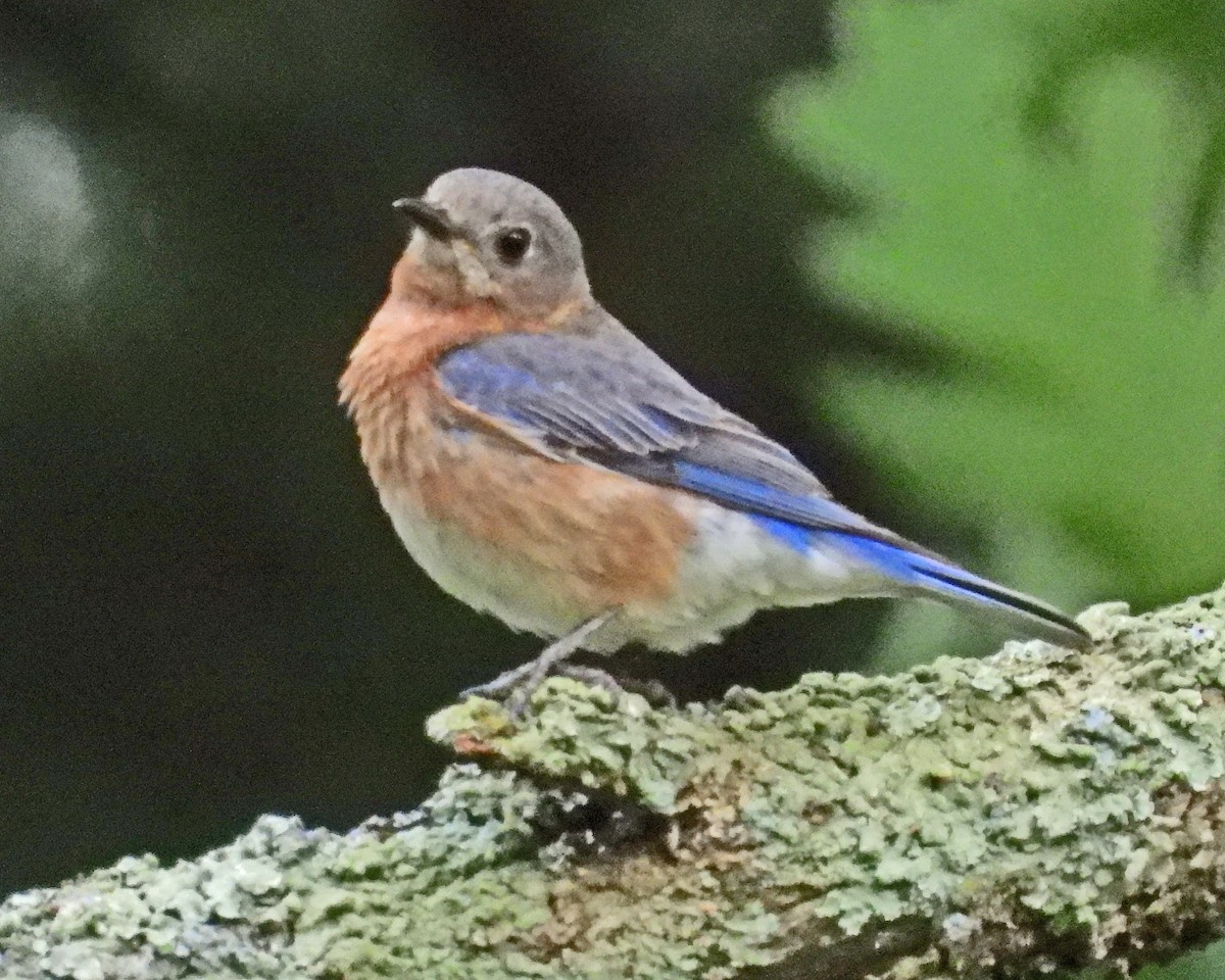 Eastern Bluebird - ML638339764