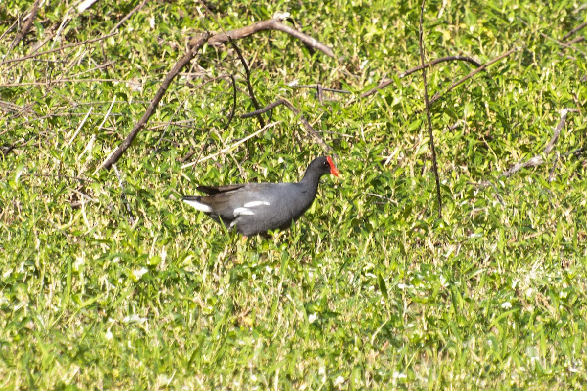 Uroilo amerikarra - ML638339772