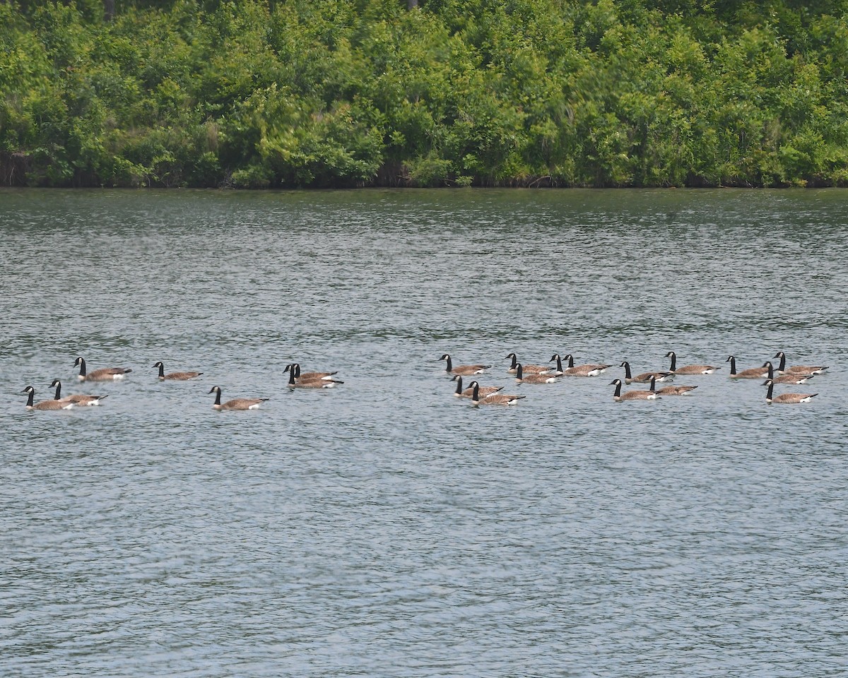 Canada Goose - ML638339780