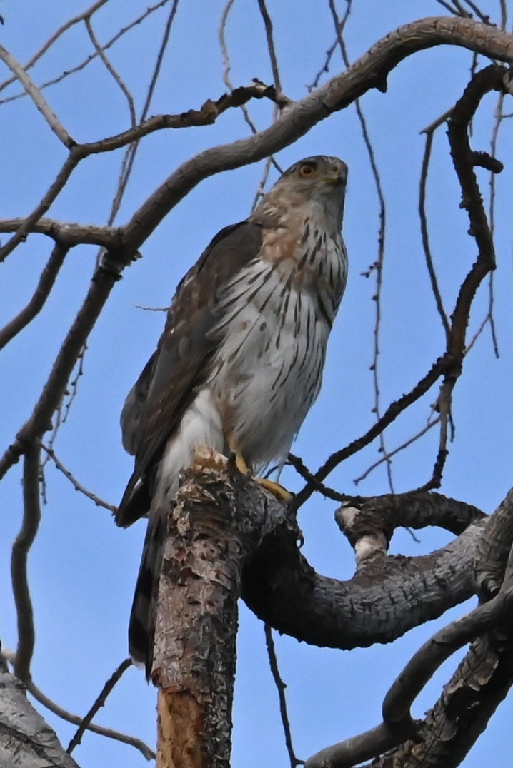 Gavilán de Cooper - ML638339781