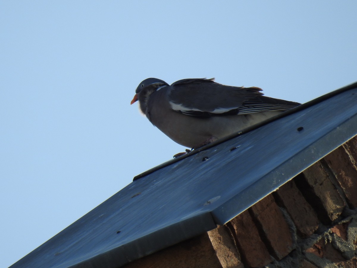 Pagausoa - ML638339784