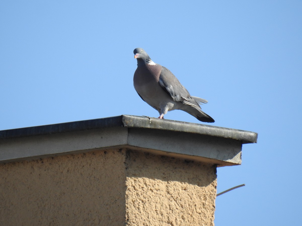Pagausoa - ML638339785