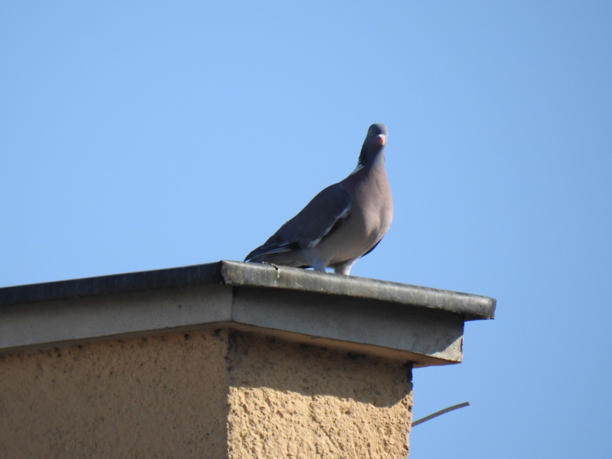 Pagausoa - ML638339786